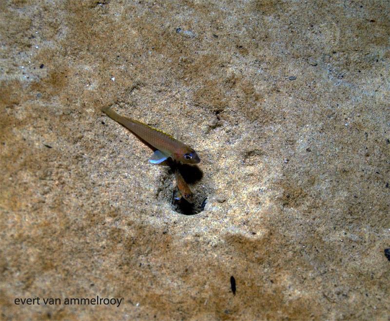Lamprologus kungweensis